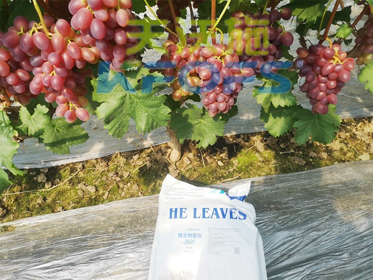 水溶肥用量少，可是效果卻很好！