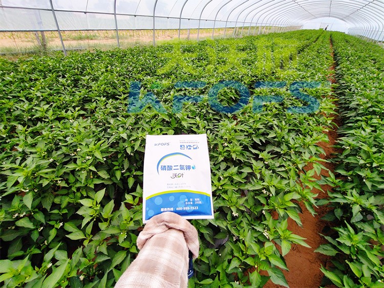 磷酸二氫鉀不好用？那是因?yàn)闆]選對(duì)！