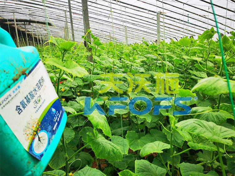 水溶肥那么多，為什么推薦你用這款？