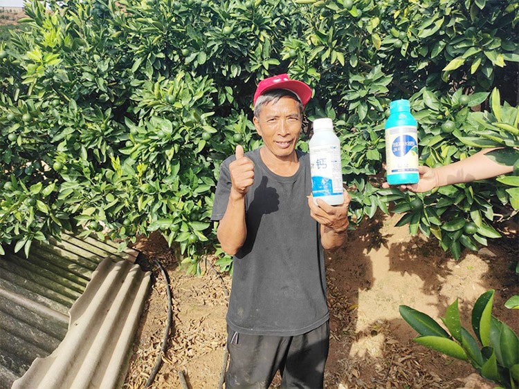 柑橘轉(zhuǎn)色，這幾點(diǎn)你一定要注意！