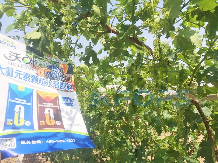 葡萄抽梢粗細不齊，如何搭配水溶肥調(diào)理？