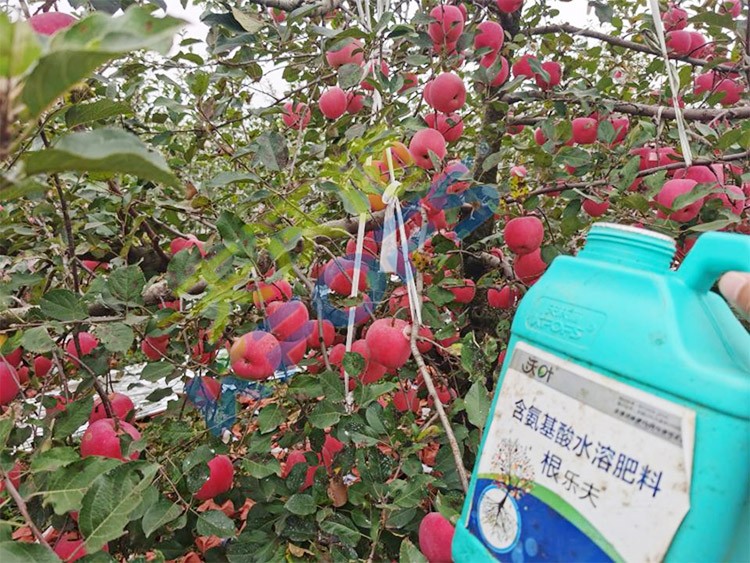 蘋果樹用什么生根肥好？看看這款！