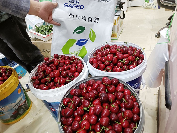 水溶肥哪家好？看完這篇不疑惑！