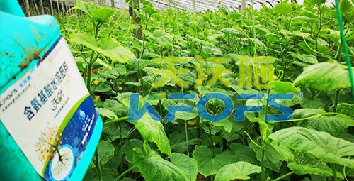 水溶肥那么多，為什么推薦你用這款？