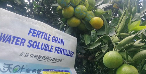 柑橘轉(zhuǎn)色，這幾點(diǎn)你一定要注意！