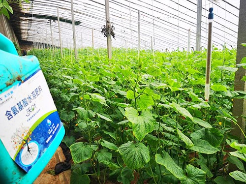 水溶肥品牌選沃葉，讓你脫穎而出！