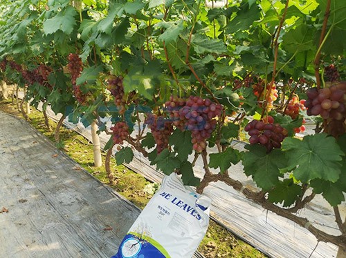 葡萄抽梢粗細(xì)不齊，如何搭配水溶肥調(diào)理？