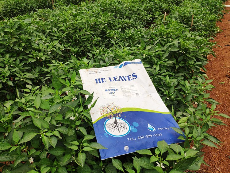 辣椒用什么水溶肥病害少？