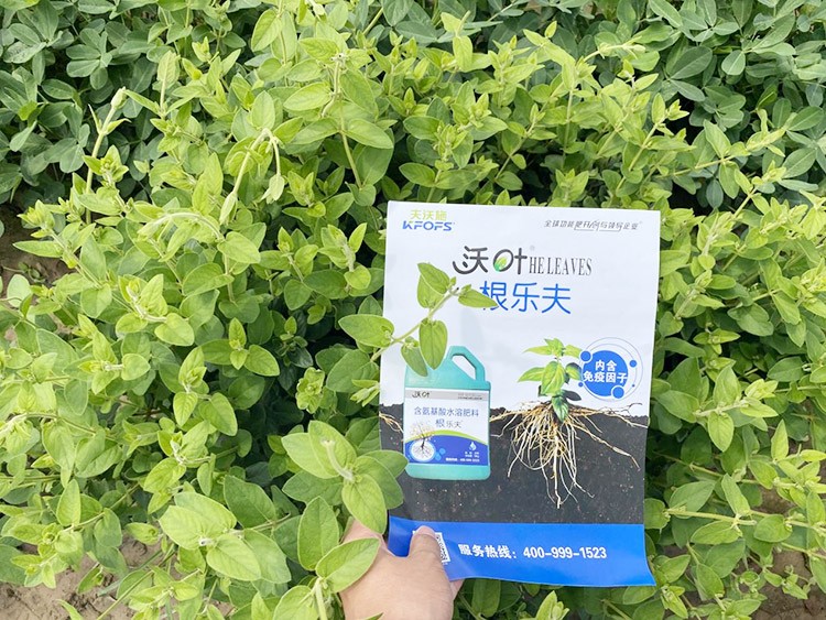 水溶肥這樣搭配使用，解決金銀花根腐黃化