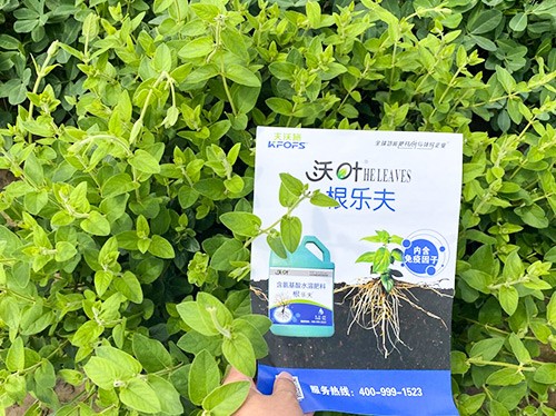 水溶肥這樣搭配使用，解決金銀花根腐黃化