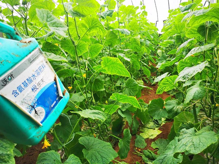 黃瓜養(yǎng)根肥料哪個好？