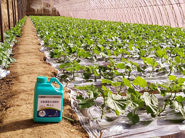 黃瓜養(yǎng)根肥料哪個好？