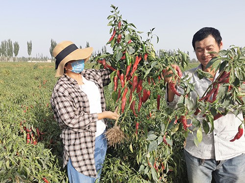 進口水溶肥哪個牌子好？