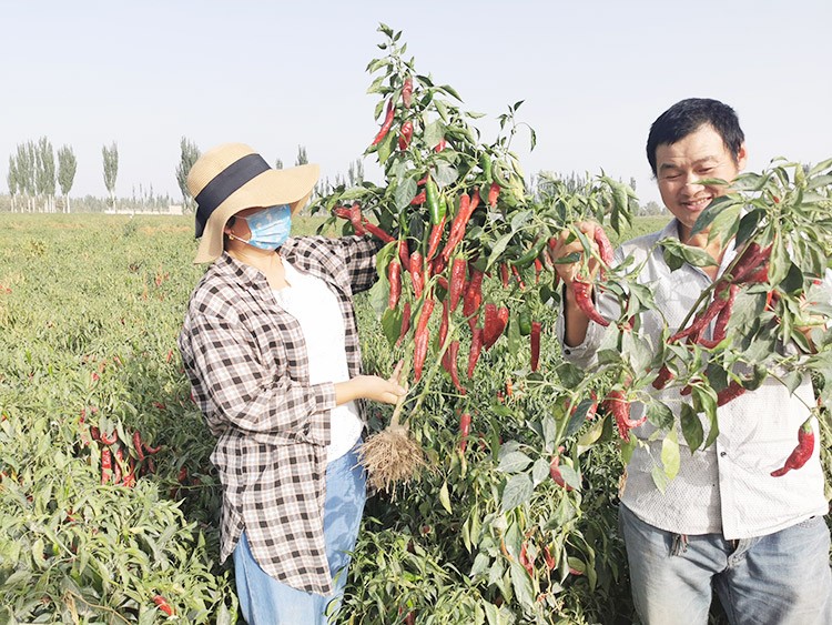 進(jìn)口水溶肥哪個(gè)牌子好？
