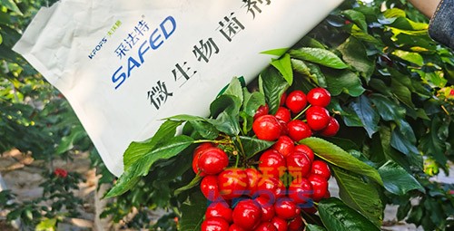 進(jìn)口水溶肥怎么選？參考這三點(diǎn)就夠了！