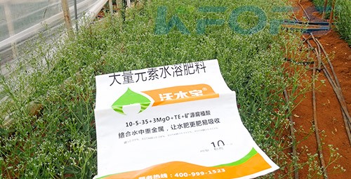 進(jìn)口水溶肥以色列的哪家好？