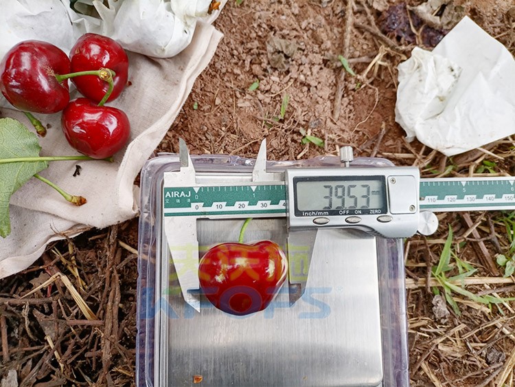 效果好的進(jìn)口水溶肥，來看這款！