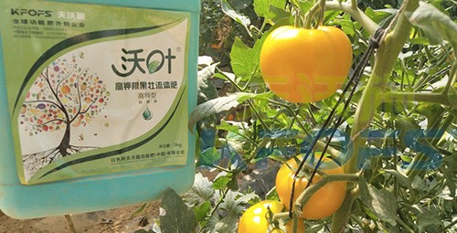 水溶肥的作用，不得不說太強(qiáng)大了！