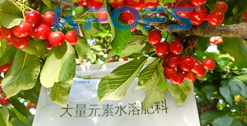 大量元素水溶肥為什么都說進(jìn)口的好？