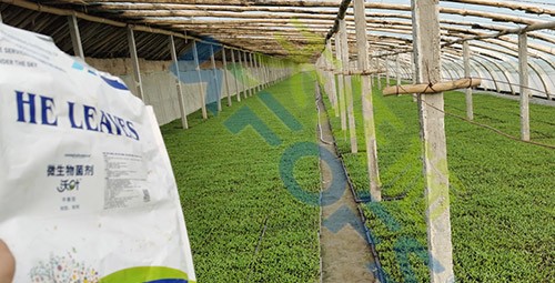 微生物菌劑廠家哪家好？