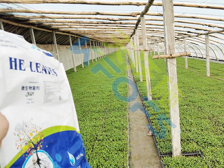 微生物菌劑廠家哪家好？