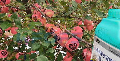 沃葉水溶肥效果怎么樣？怎么購買？