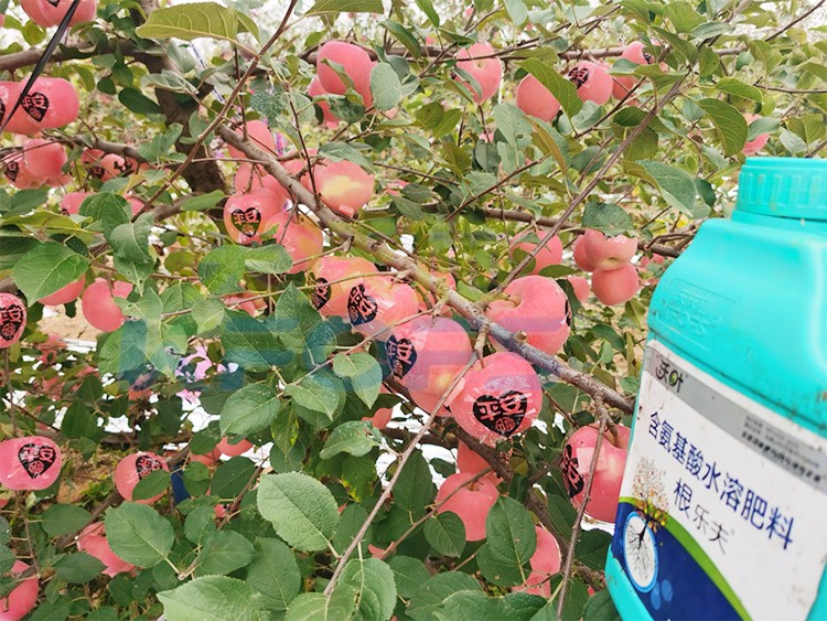 沃葉水溶肥效果怎么樣？怎么購買？