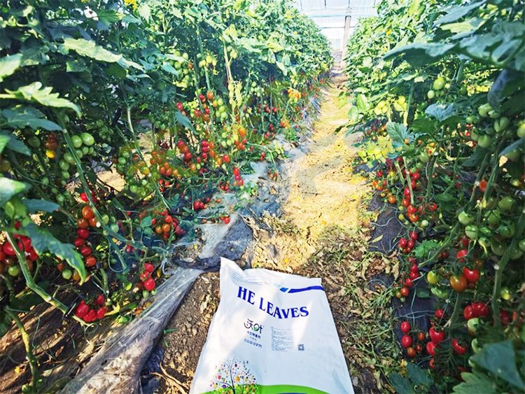 沃葉水溶肥效果怎么樣？怎么購買？