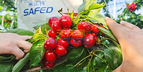 水溶肥用對了，果大果多品質(zhì)好！