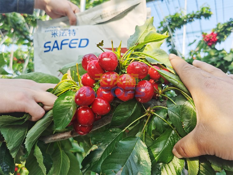 水溶肥用對了，果大果多品質(zhì)好！