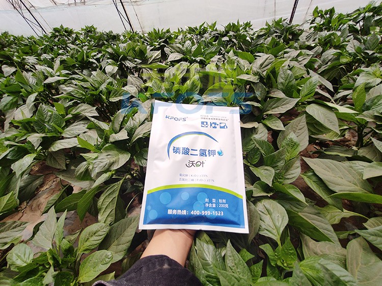 磷酸二氫鉀的正規(guī)廠家是什么樣的？