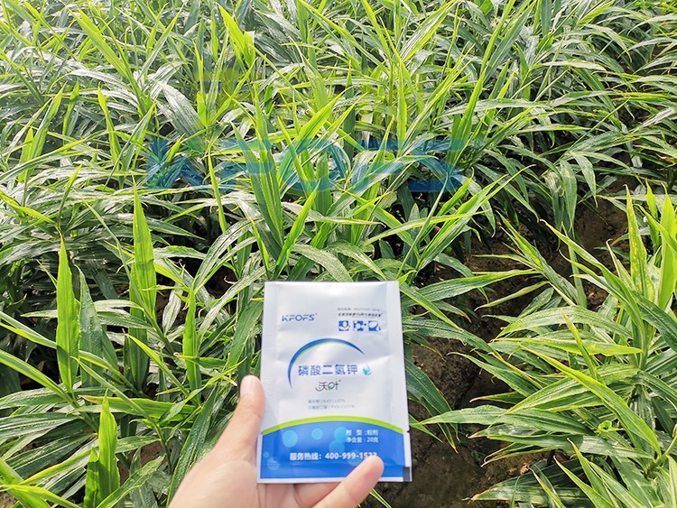 磷酸二氫鉀選這個(gè)品牌，不會(huì)錯(cuò)！