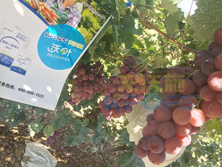 進口磷酸二氫鉀和國產(chǎn)有什么區(qū)別？