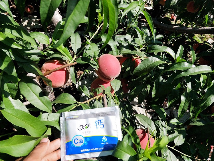 果樹補鈣用什么鈣肥好？