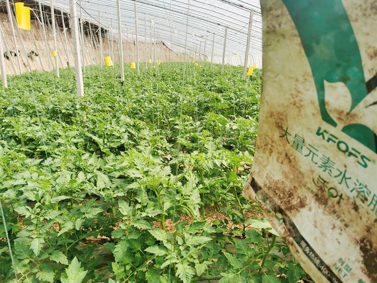 水溶肥哪種的效果好？看完別說不知道了！