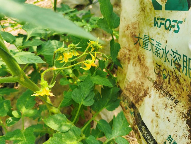 水溶肥哪種的效果好？看完別說不知道了！