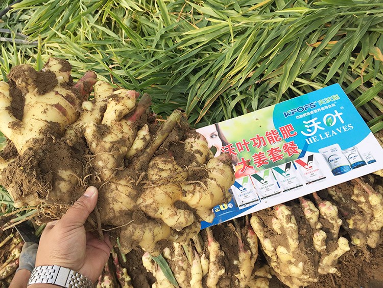 進(jìn)口水溶肥還不知道沃葉？虧大了！