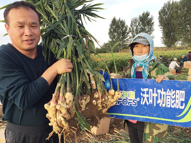 進口水溶肥推薦你選沃葉，這就是原因！