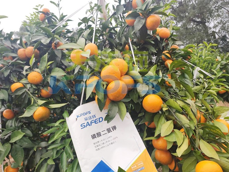 柑橘專用肥選采法特，就是不一樣！