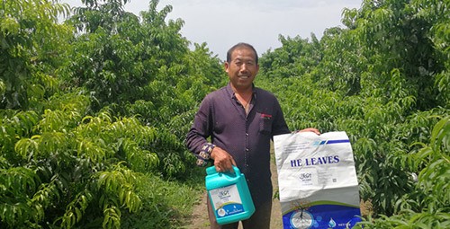 桃樹施什么肥料好，看這一篇就夠了！