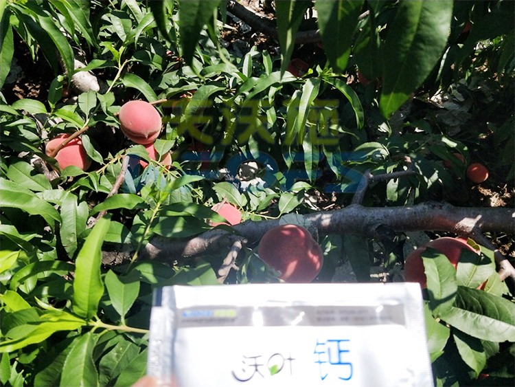 桃樹(shù)施什么肥料好，看這一篇就夠了！