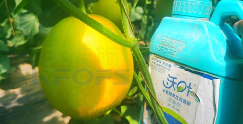 甜瓜用什么肥料更甜，你知道嗎？