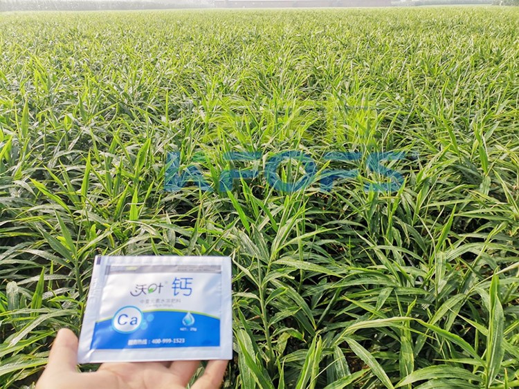 鈣肥為何在大姜上全程使用？