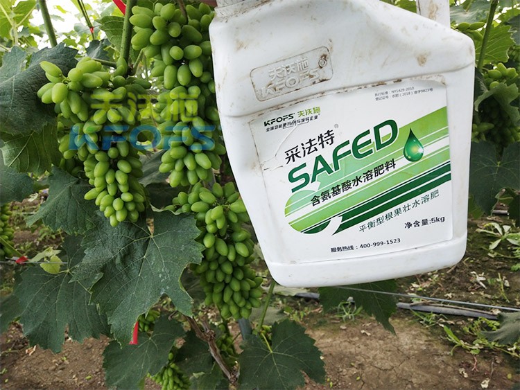 進口水溶肥用這個，葡萄能增產(chǎn)