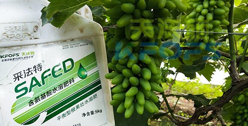 葡萄水溶肥品牌哪個好？案例告訴你！