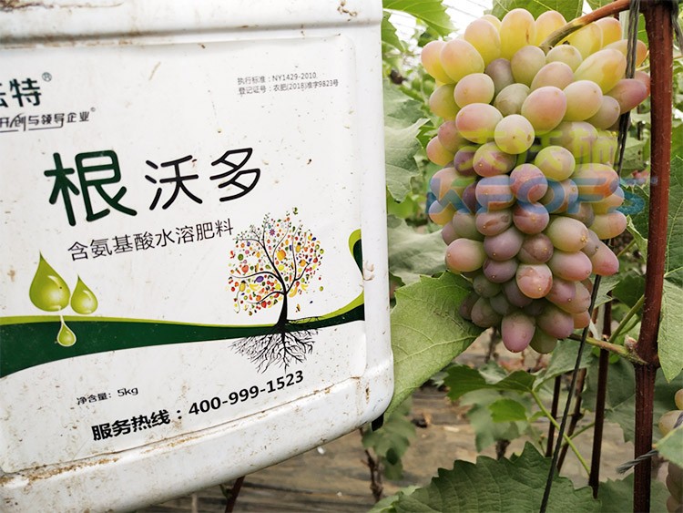 葡萄水溶肥品牌哪個好？案例告訴你！