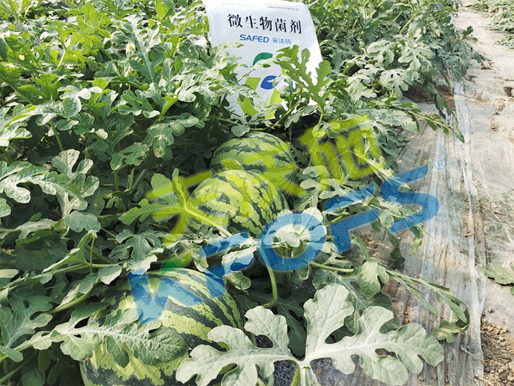 西瓜用微生物菌劑，能達(dá)到什么效果？