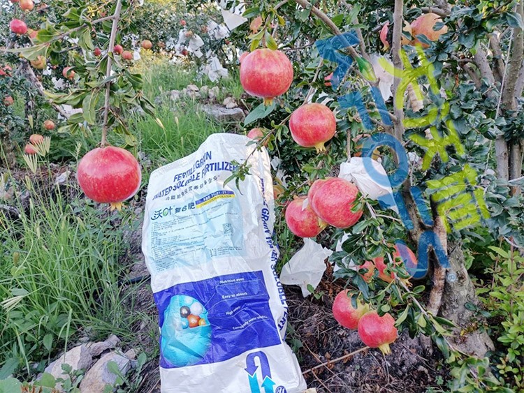 顆粒水溶肥軟籽石榴用，有這三個好處！