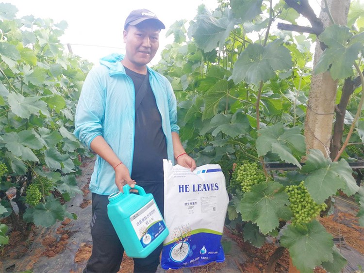 葡萄轉(zhuǎn)色，這幾點(diǎn)你忽視了嗎？