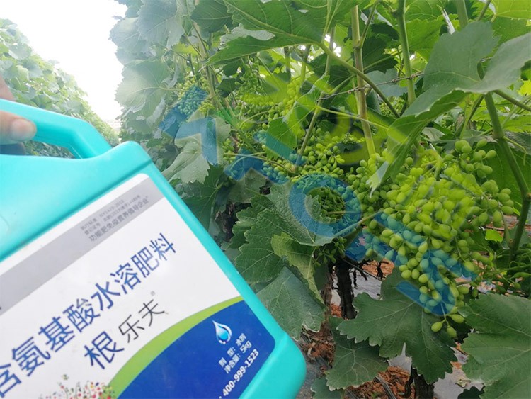 葡萄轉(zhuǎn)色，這幾點(diǎn)你忽視了嗎？